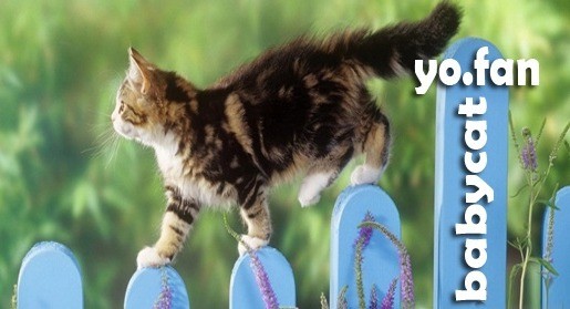 @babycat | YoFan