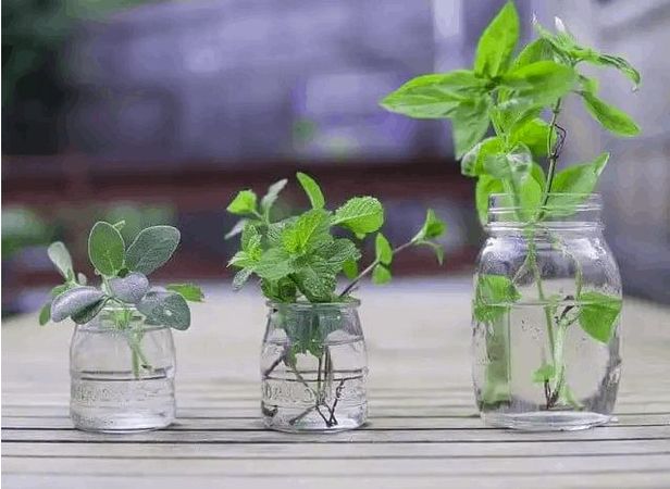 Growing Herbs and Vegetables in Water A Guide to Hydroponic